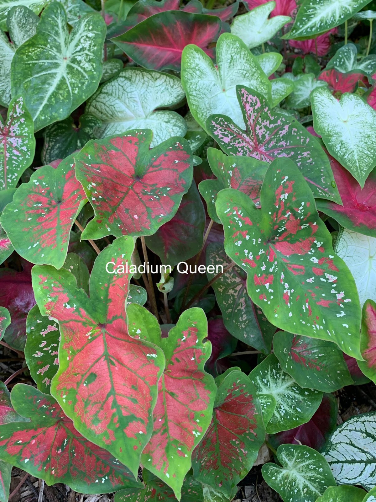 Caladiums Random Mix 'Value Pack' (6 Bulbs) Size #2 gallery
