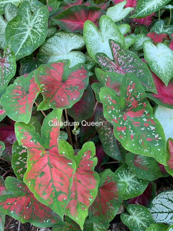 Caladiums Random Mix 'Value Pack' (6 Bulbs) Size #2 gallery