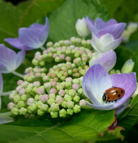 4500 Live Ladybugs + Hirt's Nature Nectar-Guaranteed Live Delivery- FreeShipping gallery