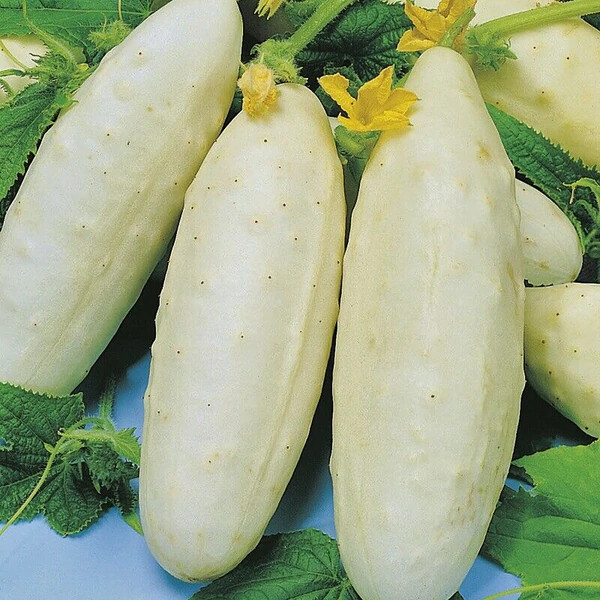 White Wonder Cucumber Seeds | Heirloom / Non-GMO | Free Shipping | 1065 gallery