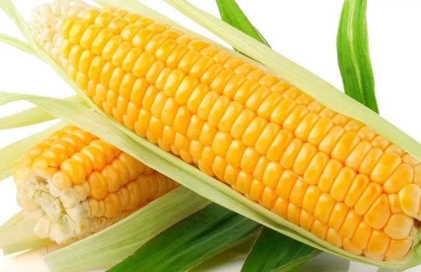 500+ Sweet Golden Bantam Corn Seeds - Heirloom - Organic - NON GMO ------- FRESH gallery