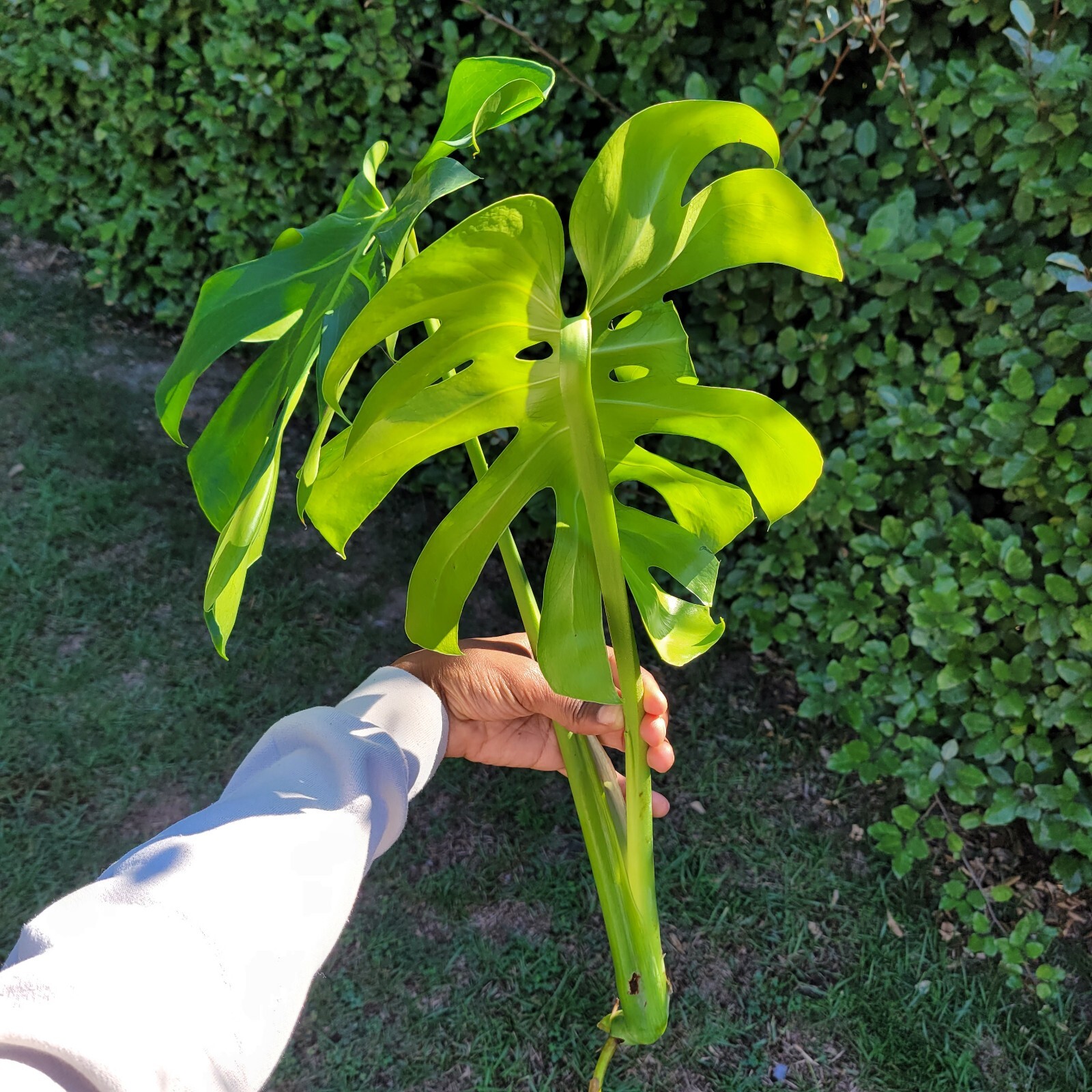 Large Monstera Deliciosa Rooted Cutting, Tropical Live Plant, Swiss Cheese Plant gallery