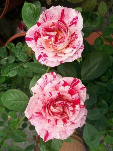 SCENTIMENTAL Floribunda Large Double Blooms Rose 2 Gal Bush Plants Plant Roses gallery