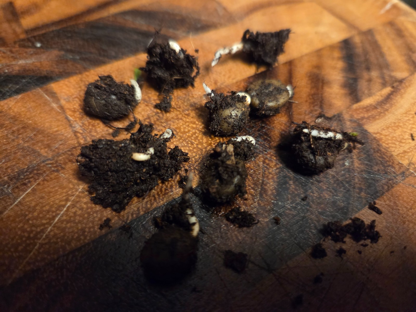 5 LIVE SPROUTS Coffea Robusta (syn Canephora) Seeds Grow coffee plants at home gallery