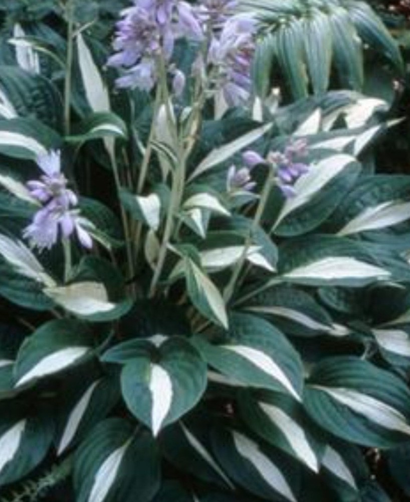 Hosta VULCAN (1)