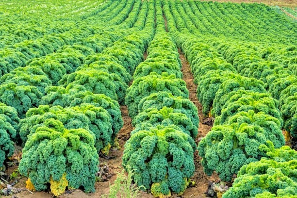 500 DWARF BLUE CURLED SCOTCH KALE SEEDS | 2026 FREE SHIPPING NON GMO HEIRLOOM gallery