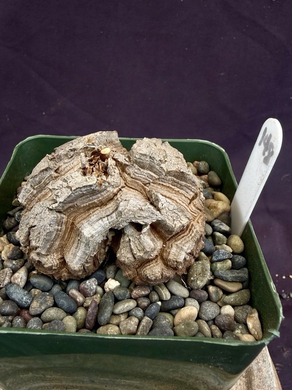 Dioscorea elephantipes-Fresh Seedlings! Gorgeous Caudiciform, Choose Your Fav! gallery