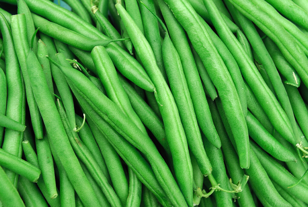 JADE SNAP BUSH BEAN 100+ SEEDS gallery