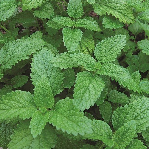 150 LEMON BALM HERB SEEDS ~ heirloomseedguy ~ 2026 ~ NON-GMO gallery