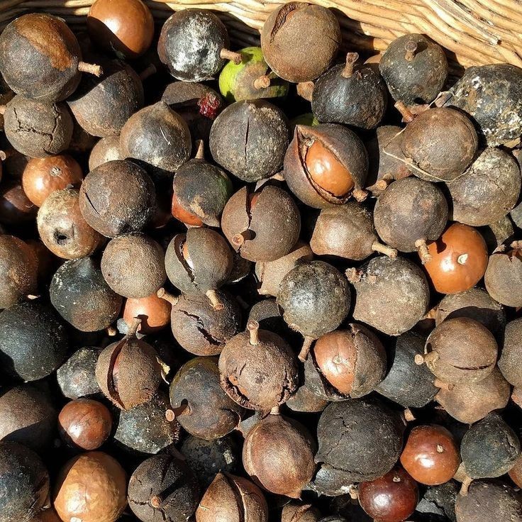 Macadamia Nuts Seedss 20 pcs (Macadamia integrifolia) King of Nuts gallery