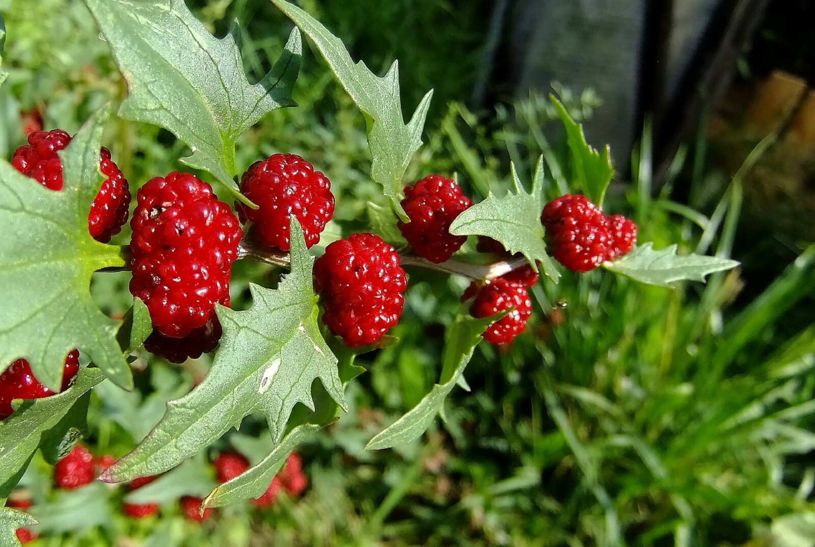 150 Strawberry Spinach Stick Seeds (Chenopodium Foliosum) gallery