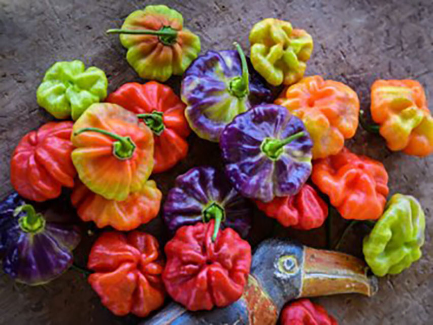 Aji Cachucha Pepper Seeds (20) / FLORIDA GROWN / ORGANIC / AJI DULCE / RARE gallery