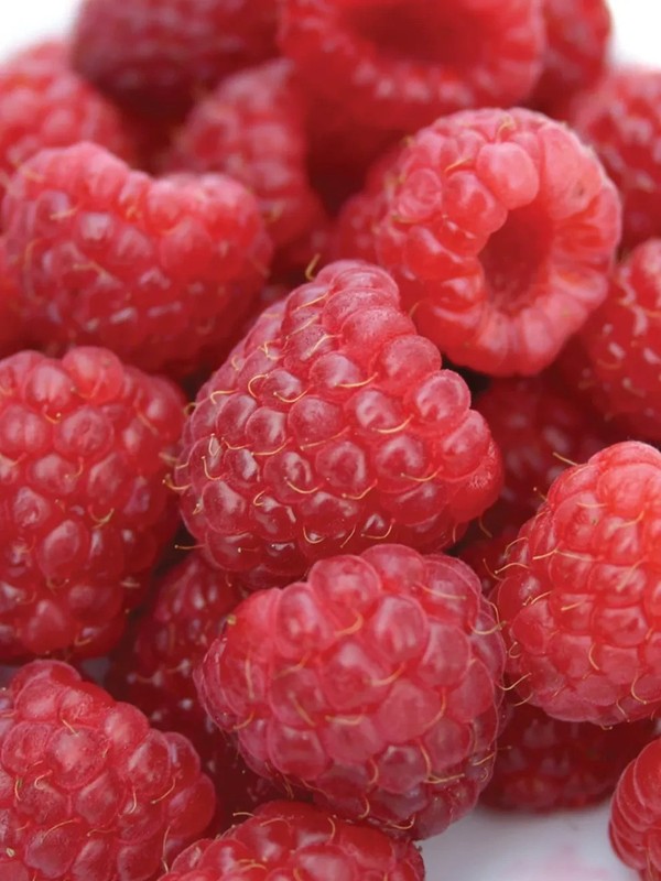 10 Raspberry Plants "Heritage" Everbearing(10 Lg Dormant BareRoot Canes)Zone 3-8 gallery