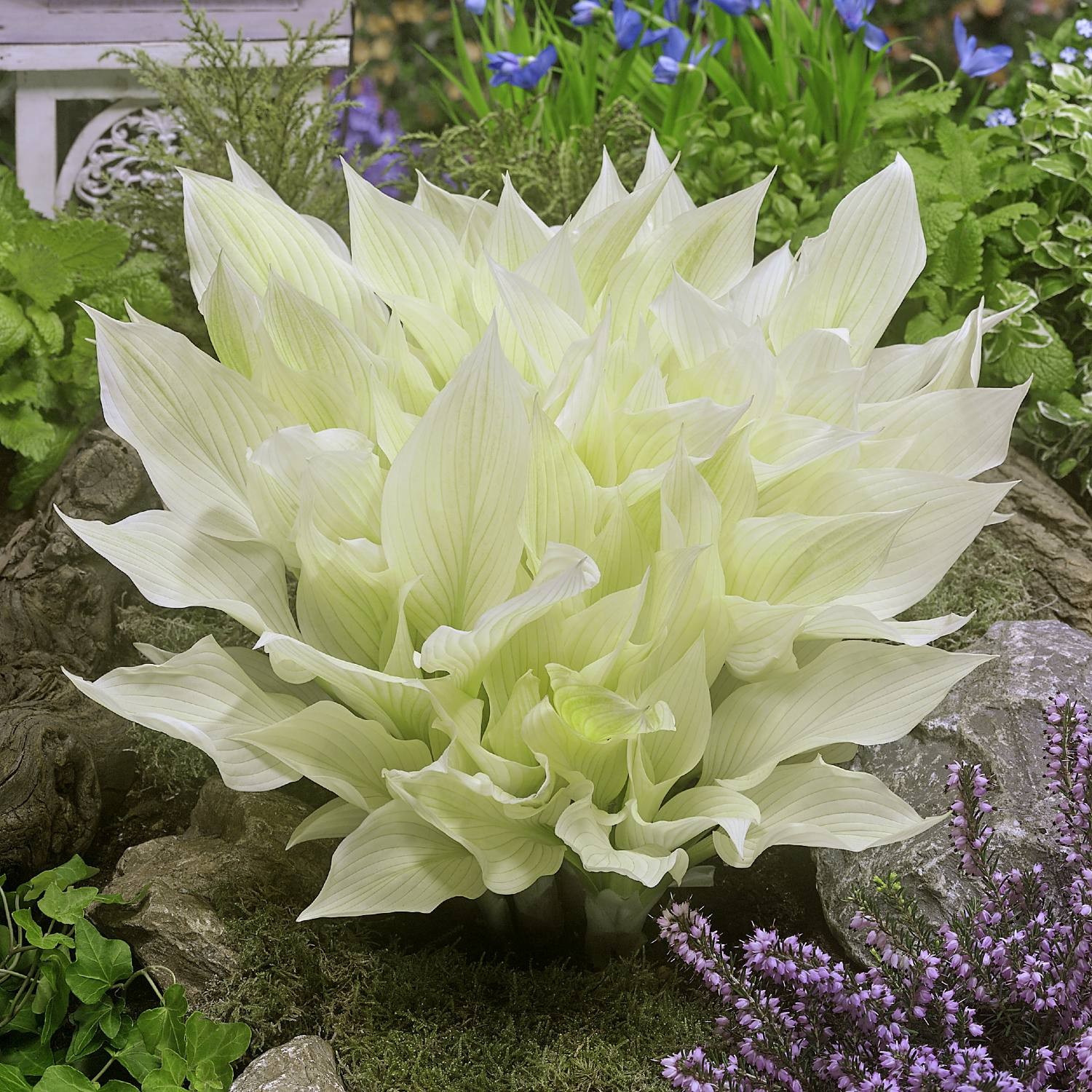 Hosta White Feather 3 Plant Roots, Bright Foliage in Shade Summer Blooms gallery