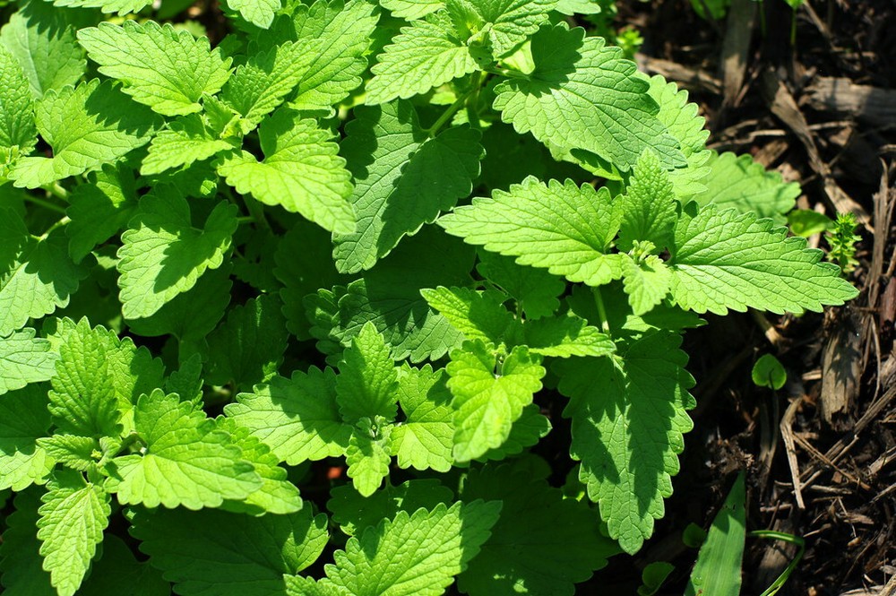 Catnip, Catmint (Nepeta cataria) , 1000 seeds gallery