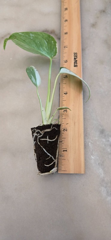 Live Monstera Thai constellation Starter Plant $26.95 gallery