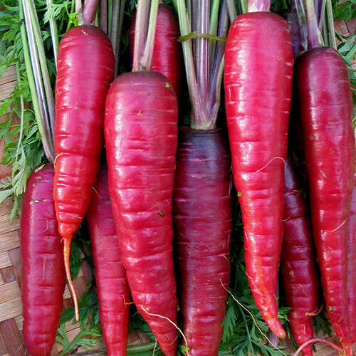 Purple Dragon Carrot Seeds | Heirloom / Non-GMO | Free Shipping | 1086 gallery