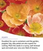 Attract Pollinators All Summer - 25 000 Wildflower Seeds 18 Varieties gallery