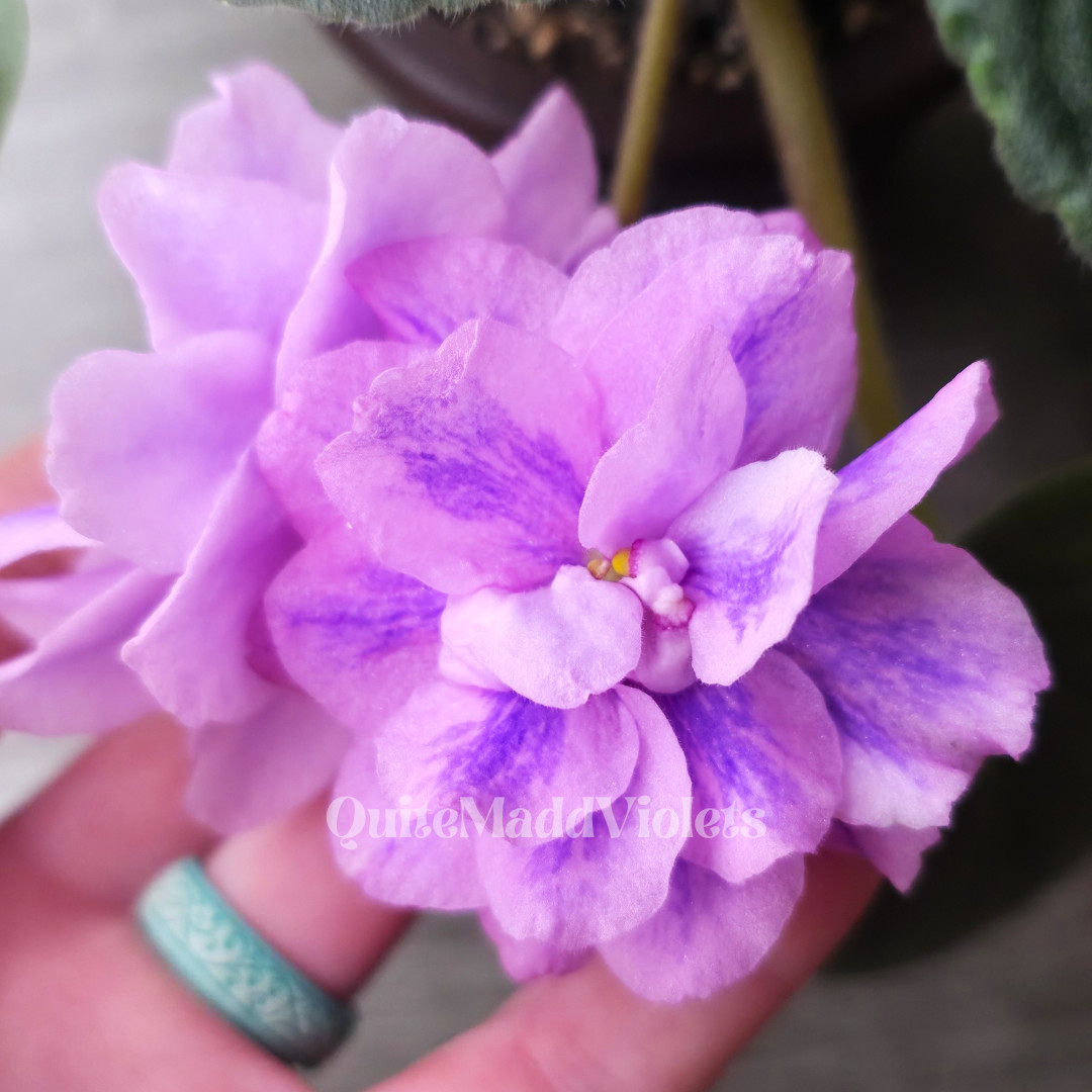 Leo-British Crown -- Chimera RARE True Blooming -- African Violet Plant gallery