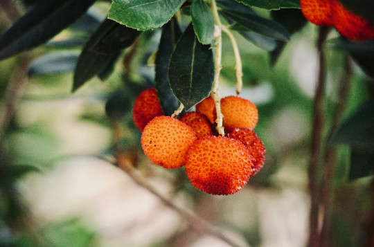 Strawberry Tree {Arbutus unedo} Evergreen 20+ seeds Free Shipping US gallery
