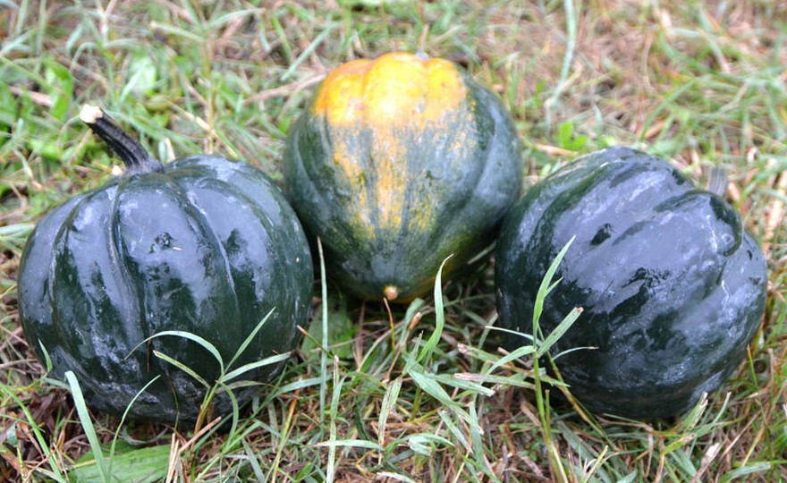 65+ TABLE QUEEN ACORN WINTER SQUASH SEEDS FRESH FOR GARDENS gallery