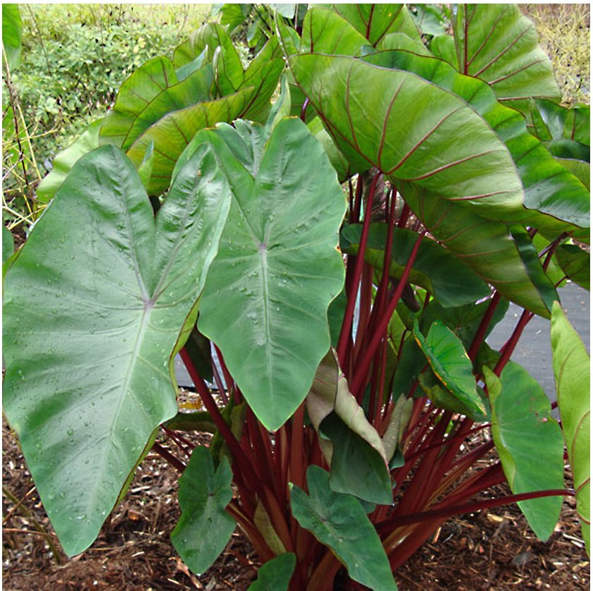 Hawaiian Punch Elephant Ear - Colocasia - Live Plant gallery