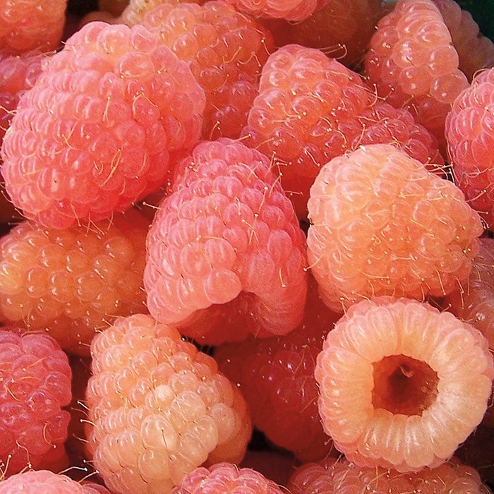 5 Raspberry Plants "Double Gold" Everbearing (5 Dormant Bare Root Canes)Zone 5-8