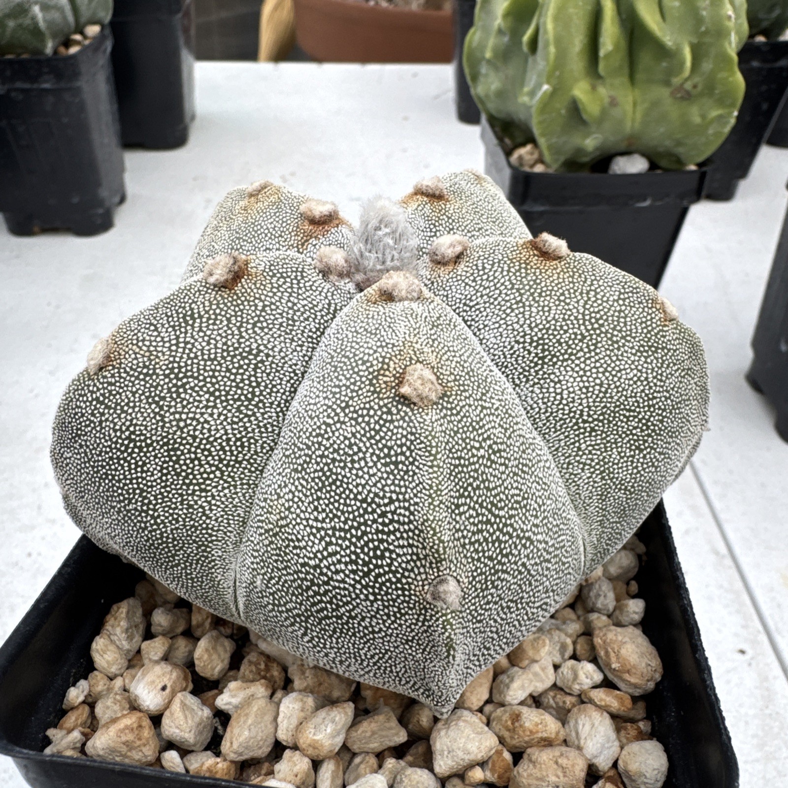 Astrophytum myriostigma Seed Grown Cactus Succulent gallery