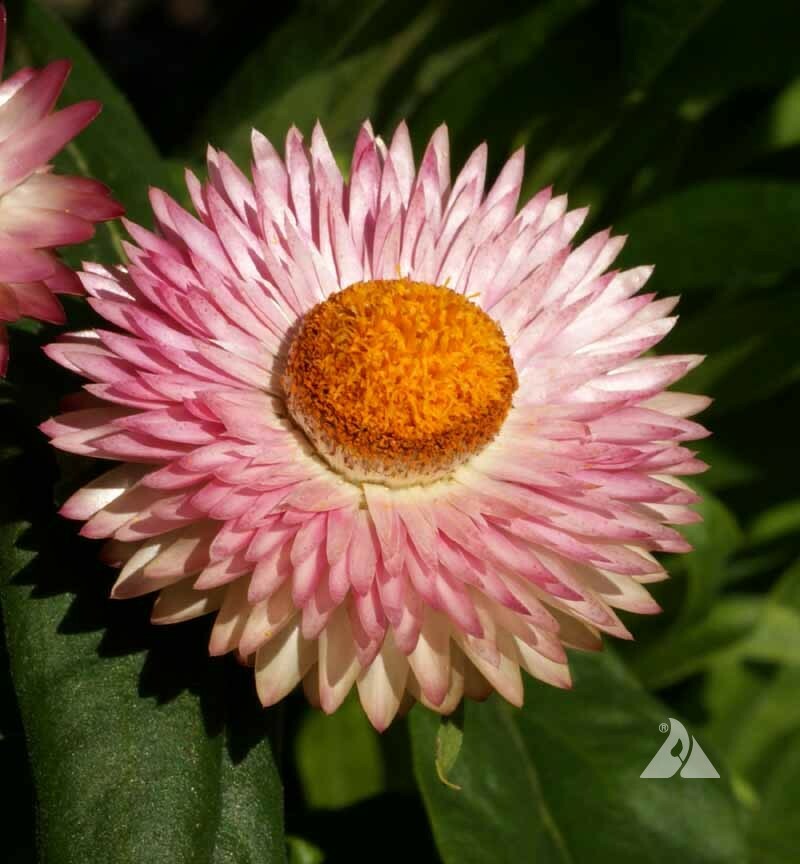 STRAWFLOWER TALL Mixed Dried Flowers Cut Flowers 36" Tall Non-GMO 500 Seeds! gallery