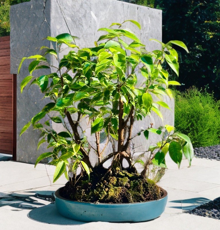 TIGERS BARK FICUS BONSAI FOREST gallery