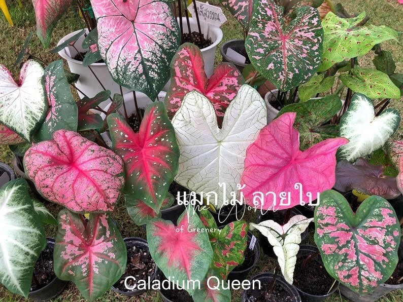 Caladiums Random Mix 'Value Pack' (6 Bulbs) Size #2 gallery