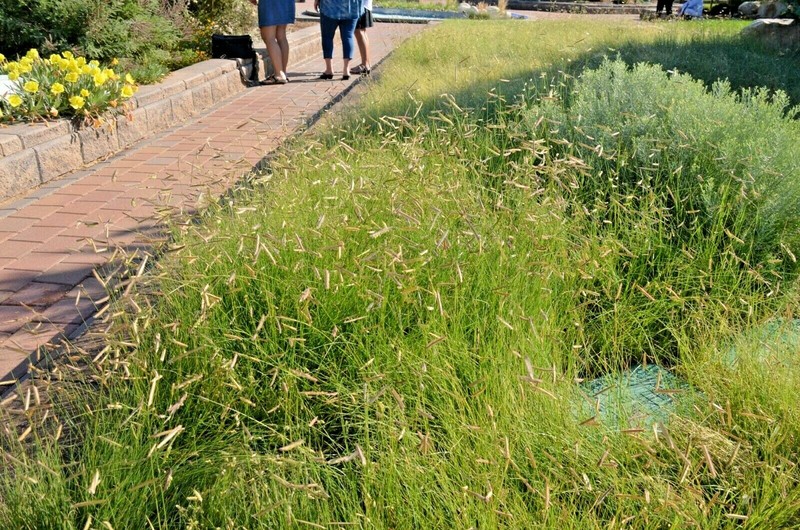 1001+BLUE GRAMA Seeds Native Prairie Grass Drought Poor Soils Low Maintenace gallery