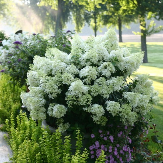 Hydrangea Blooms All Summer BoBo Dwarf Bush Live Plant Proven Winners 4" Pot