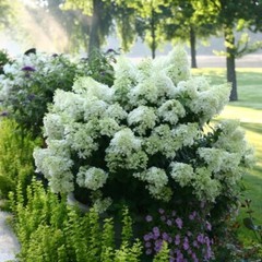 Hydrangea Blooms All Summer BoBo Dwarf Bush Live Plant Proven Winners 4″ Pot