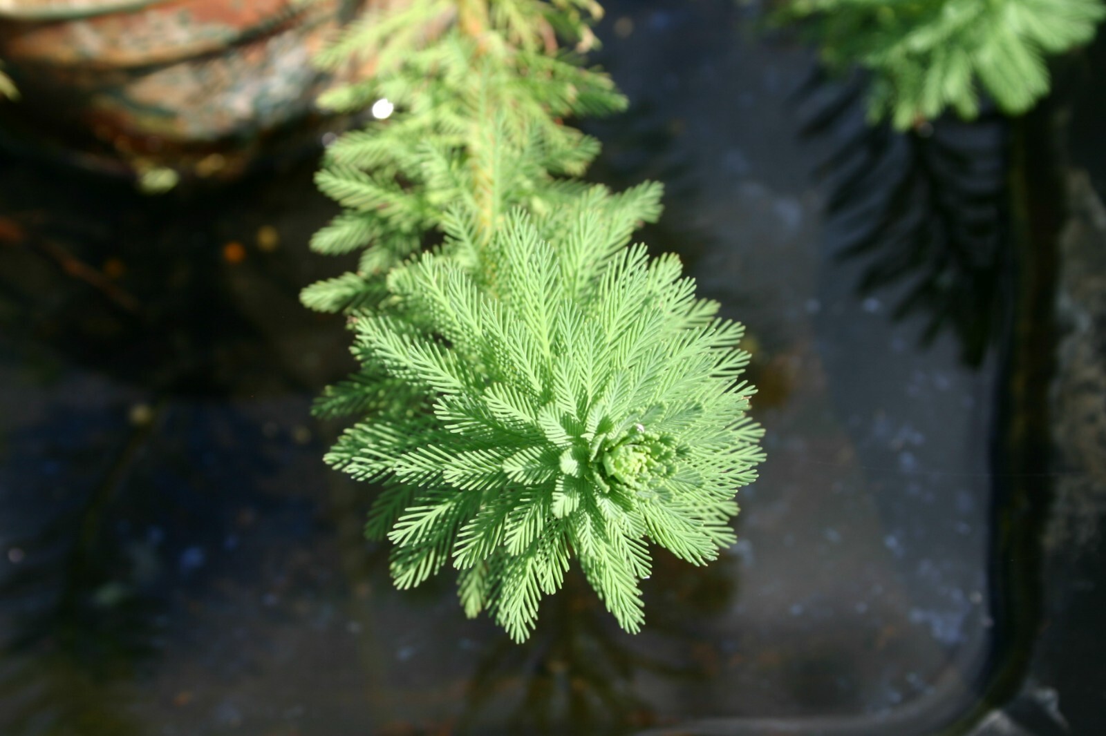 Parrot's Feather Aquatic Marginal Pond Plant - Buy 3 Get 3 Free gallery
