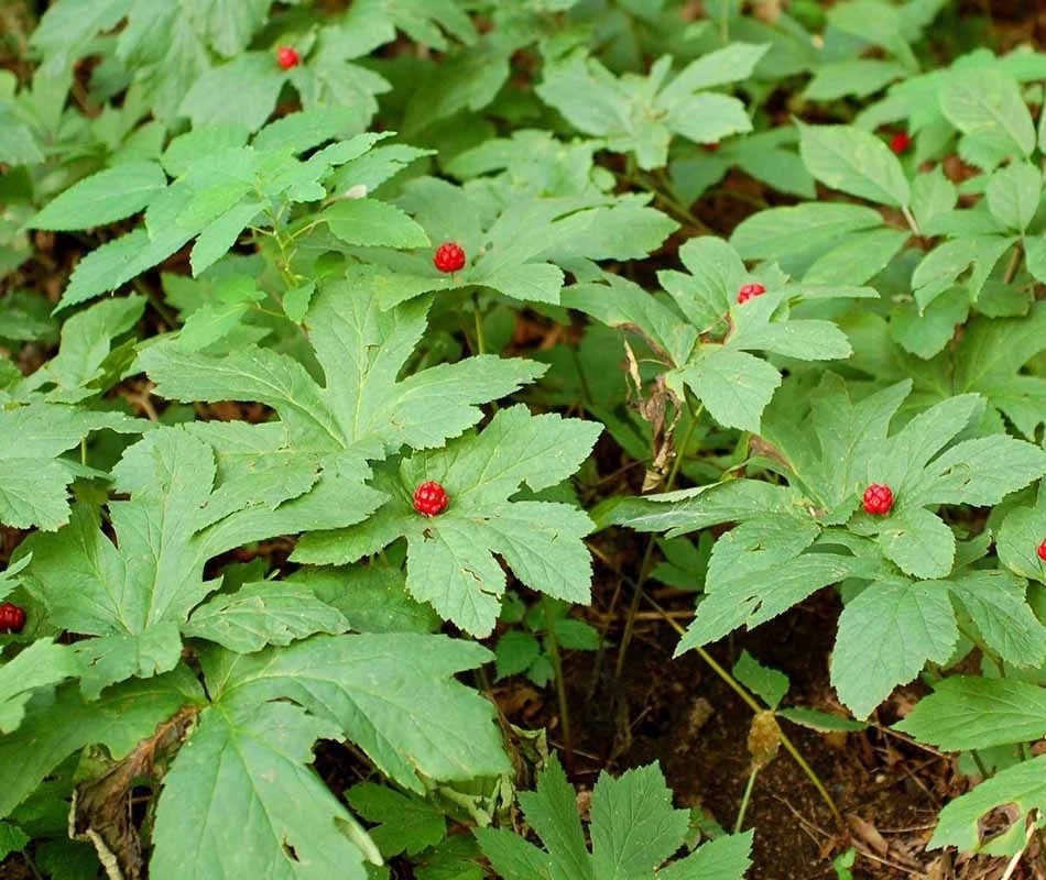 Goldenseal 10 Bare Live Roots for Transplant M-XL Size (Hydrastis canadensis) gallery