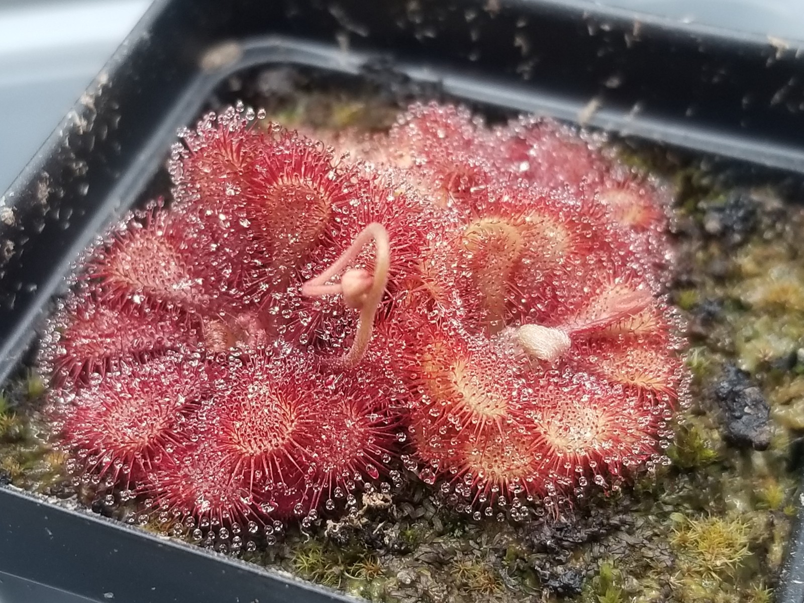 Drosera natalensis Seeds - Carnivorous Sundew Plant - Super easy to grow! gallery