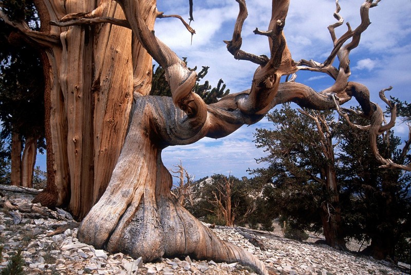 Bristlecone Pine, Pinus aristata, Tree Seeds (Evergreen, Bonsai) gallery