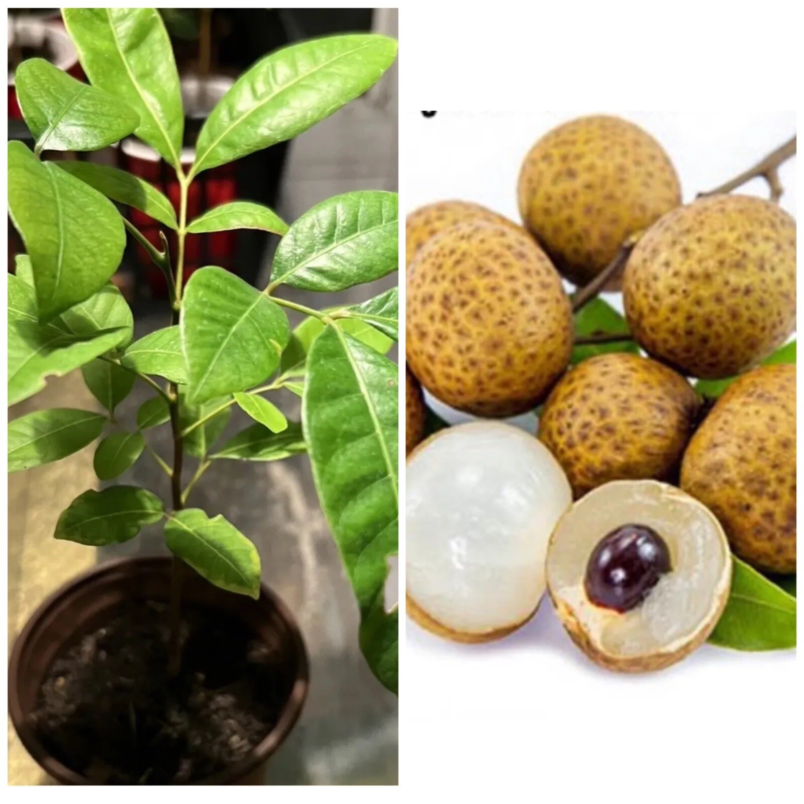 A Cup Longan Live Tree 5”-9”Seedling Plant Tropical Fruit Tree gallery