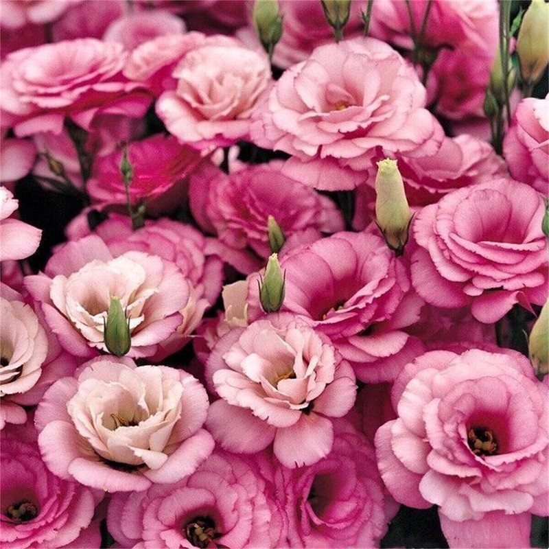 1000 Eustoma Grandiflorum Seeds Lisianthus Mixed Color Rose-Like Garden Flower gallery