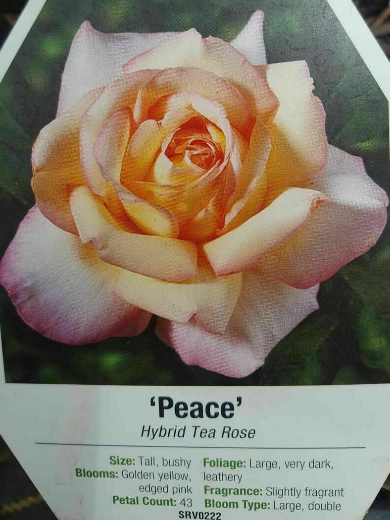Peace Rose Yellow Blend Hybrid Tea 2 Gal Bush Plant Plants Fine Roses Landscape gallery