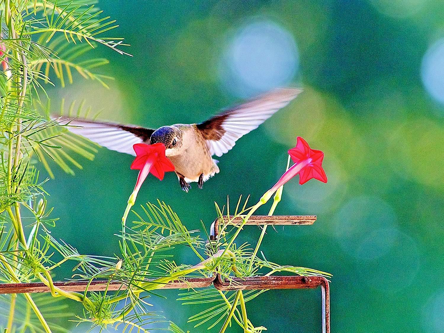 41+CYPRESS VINE Flower Seeds Climbing Flowering Vine Summer Garden Container gallery