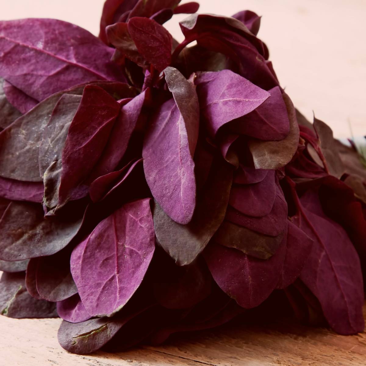 Orach Red Fire Seeds, French Spinach, Mountain Spinach, NON-GMO, FREE SHIPPING gallery