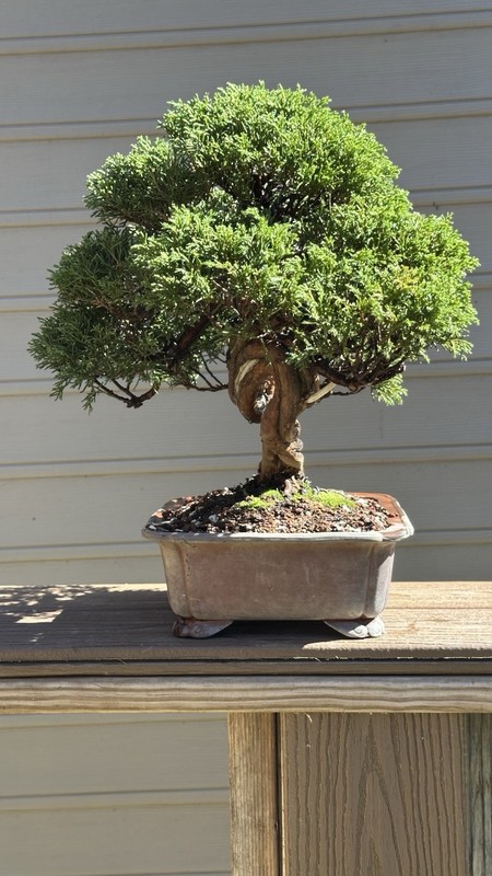 Shimpaku Juniper Twisted Trunk gallery