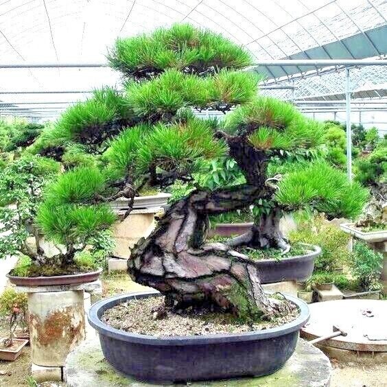 20 JAPANESE BLACK PINE TREE SEEDS (Pinus thunbergii) "Easy & Famous for Bonsai" gallery
