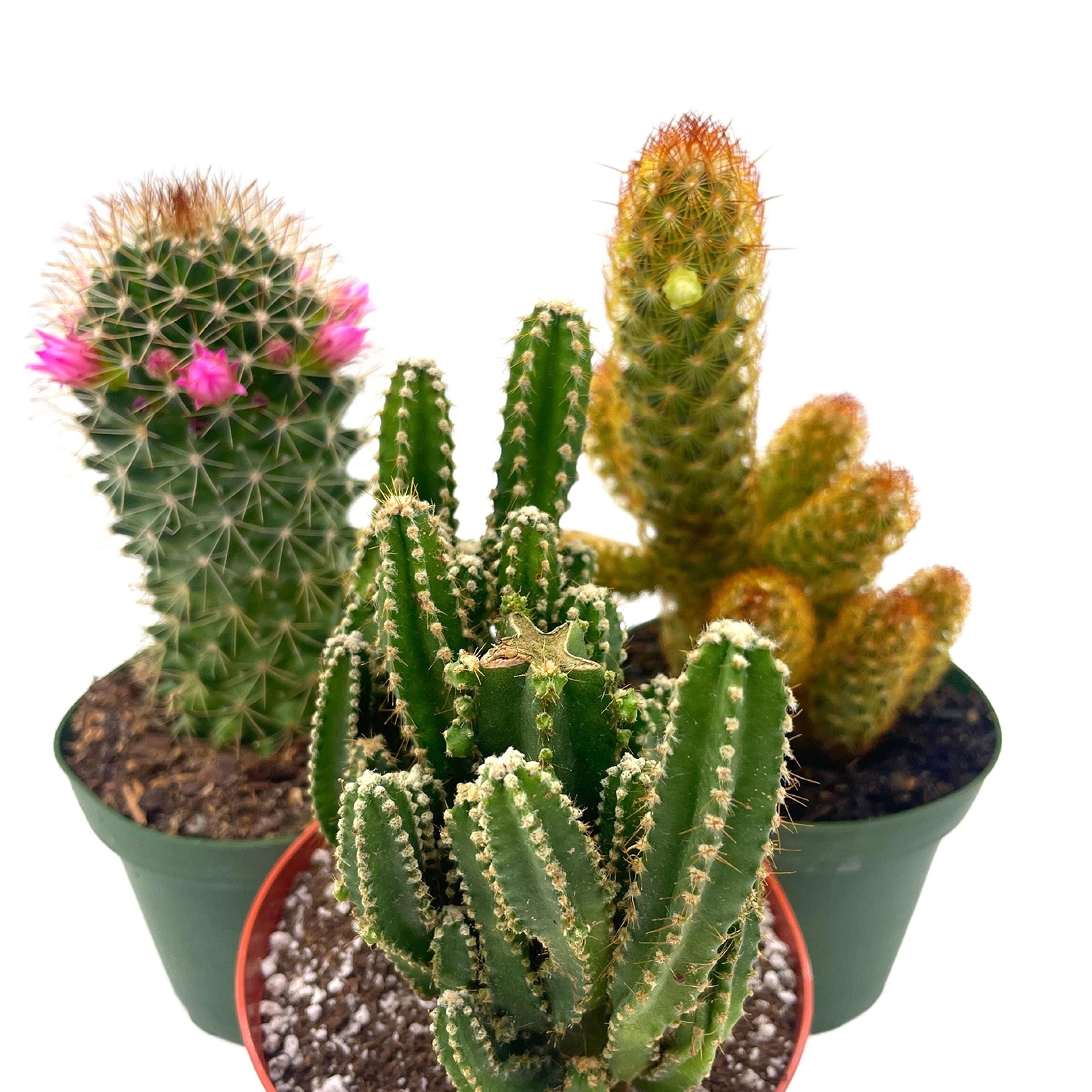 BubbleBlooms Cactus Assortment, 4 inch Set of 3, Best-Sellers Most Popular Cacti gallery