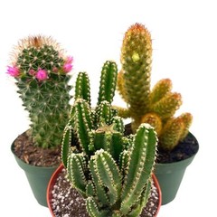 BubbleBlooms Cactus Assortment, 4 inch Set of 3, Best-Sellers Most Popular Cacti