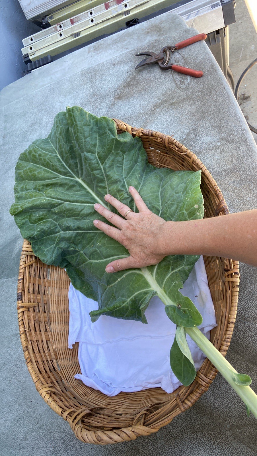 TREE COLLARD SEEDS - 100+ seeds - California variety “MONTARA” - 7 feet tall gallery