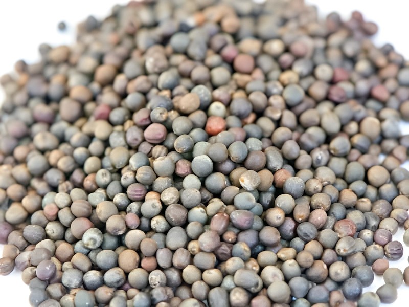 500 Heirloom Catskill Brussels Sprout Seeds – Giant Heirloom Sprouts –Cold Hardy gallery