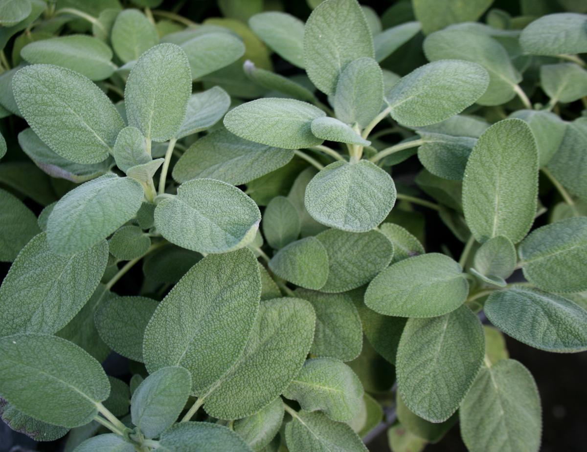 Broadleaf Sage, Salvia Officinalis, NON-GMO, Variety Sizes, FREE SHIPPING gallery